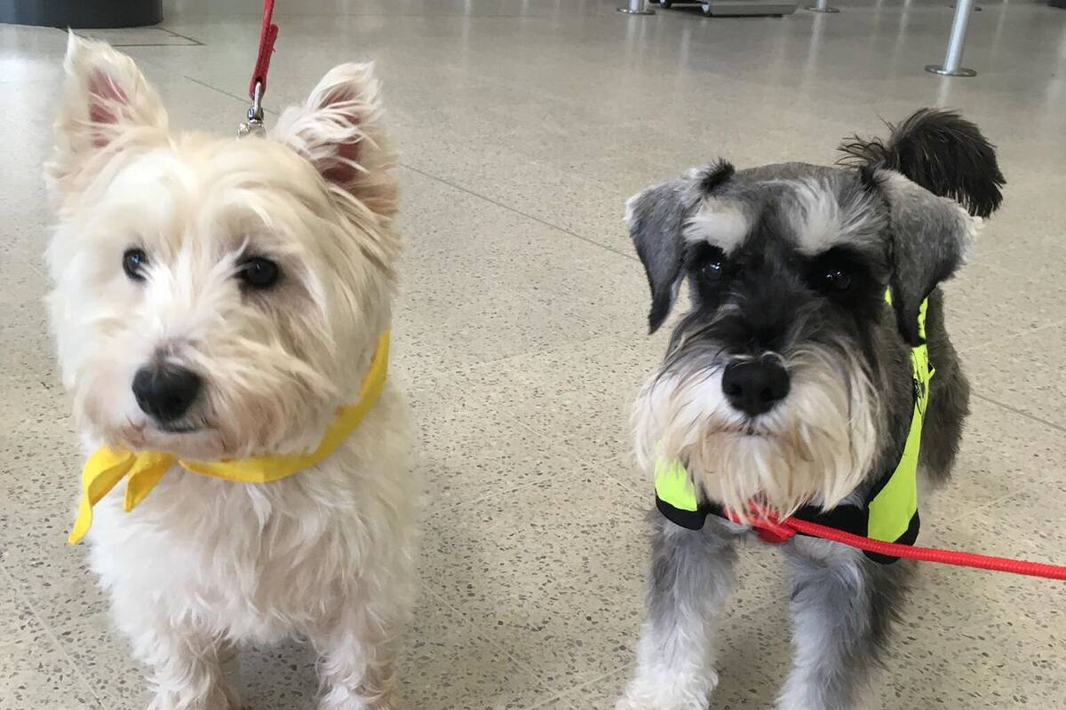 ¿Tienes miedo de subir a un avión? Este aeropuerto tiene perritos ‘antiestrés’