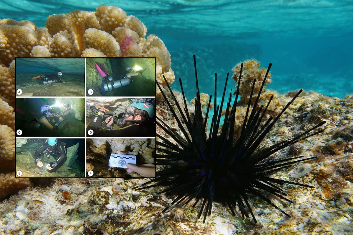 UNAM descubre fósiles de una nueva especie prehistórica en cenotes de Yucatán