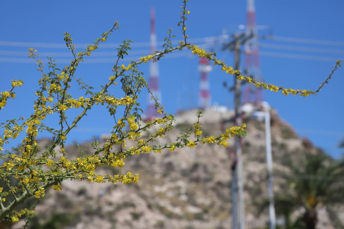 Se acerca la primavera en Sonora y el frío se despide: vuelven los días calurosos con temperaturas cercanas a los 40°C