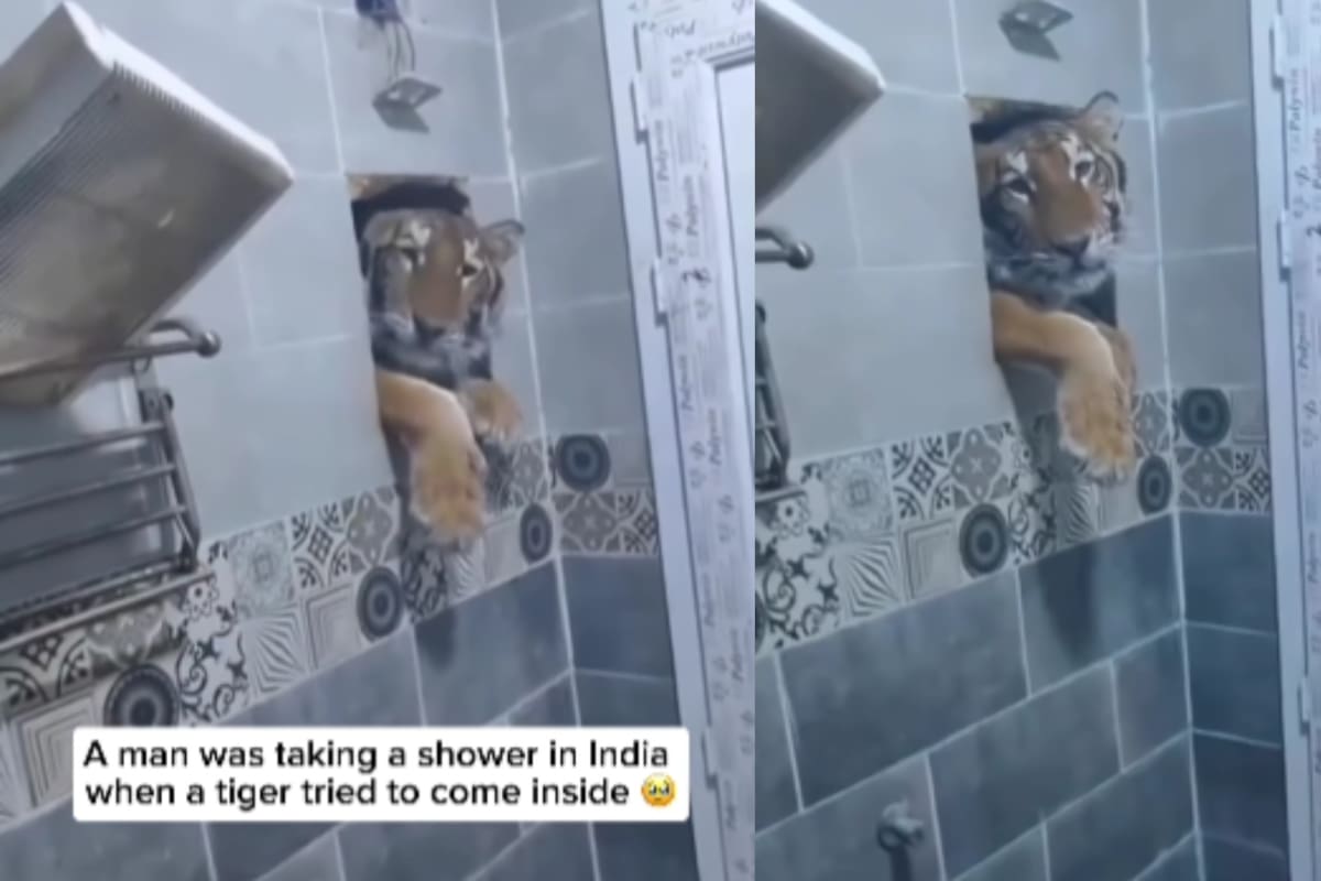 ¡De película! Hombre graba el terrorífico momento en que un tigre mete la cabeza en su baño en la India