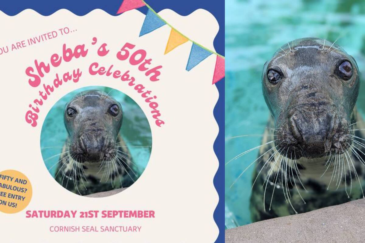 Sheba, la foca de Inglaterra que cumple 50 años en cautiverio; ¿Es la más antigua del mundo?