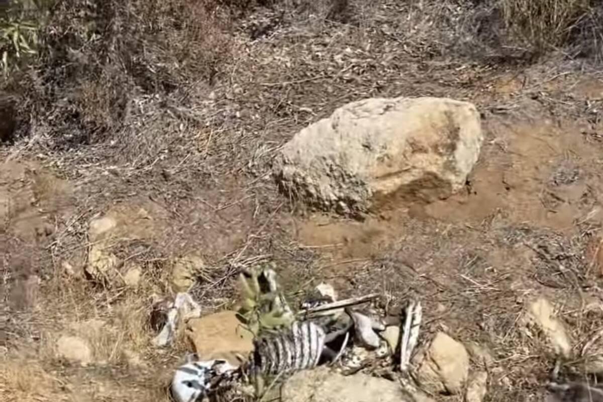 Localizan siete osamentas en fosa clandestina en San Quintín