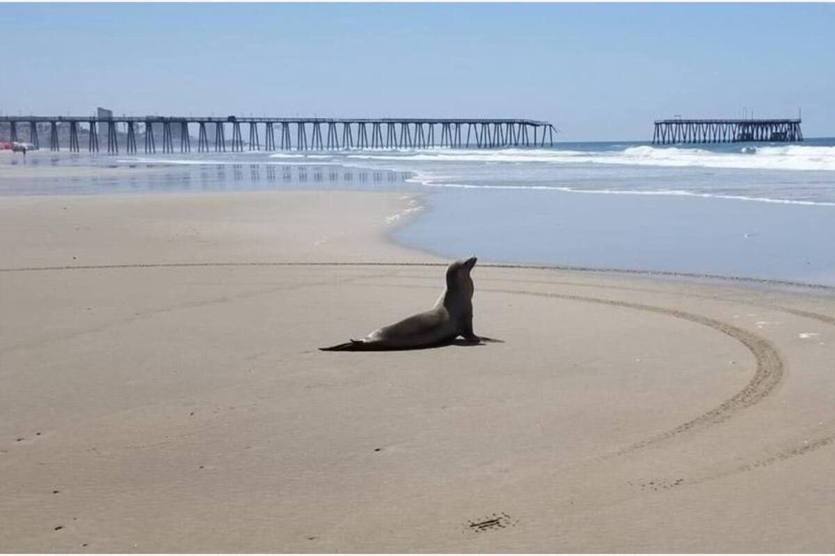 Continúan apareciendo lobos marinos en playas de Rosarito
