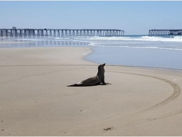Atienden a lobo marino lesionado en playa de Lo de Marcos, Bahía de Banderas; autoridades presumen ataque de orcas
