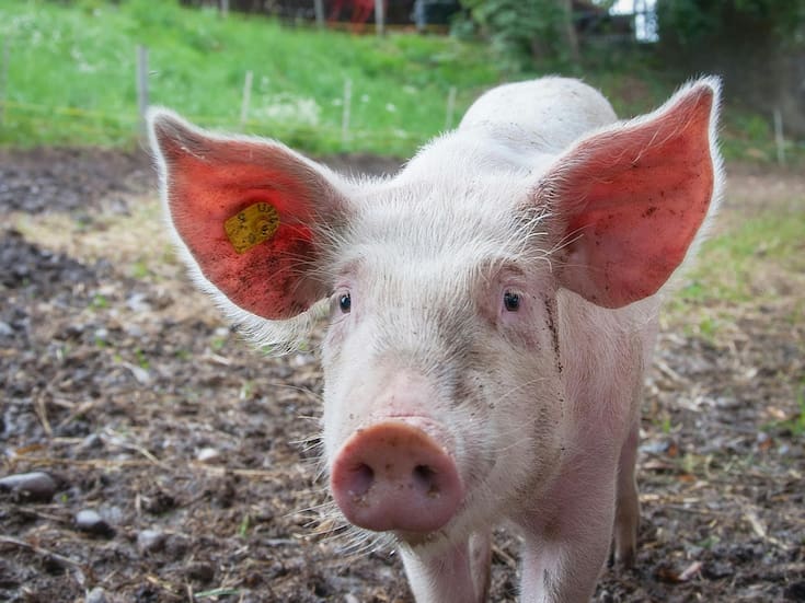 ¿Por qué las importaciones de cerdo de España se prohibieron en México? Esta es la razón que da la Secretaría de Agricultura y Desarrollo Rural (Agricultura)