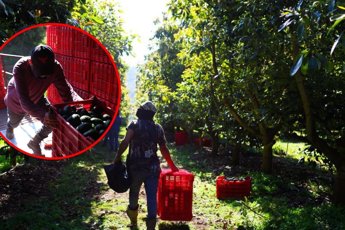 Productores de aguacate buscan nuevos mercados ante aranceles de EU