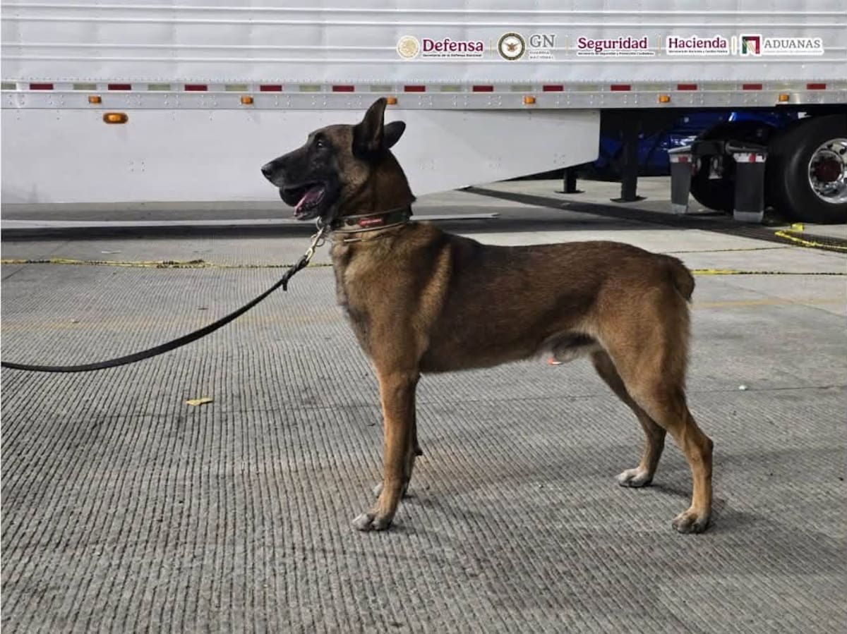 El aseguramiento se llevó a cabo como parte de las acciones de vigilancia y revisión en los puntos de cruce fronterizo de Tijuana, considerados estratégicos para detectar el tráfico de sustancias ilícitas. Foto: Cortesía