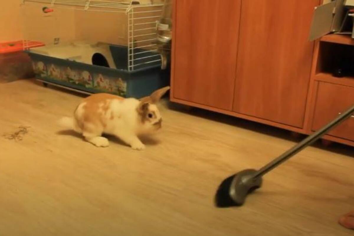 A este conejo le aterra la escoba de su dueño