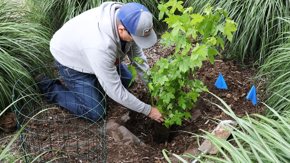 Una semilla expuesta al espacio profundo durante la misión Artemis I logró germinar en Texas, un experimento que permite estudiar cómo los viajes más allá de la Luna afectan a la vida vegetal