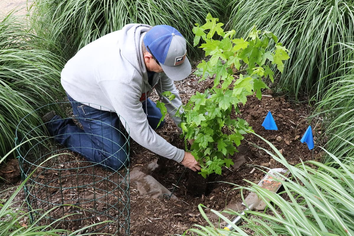 Una semilla expuesta al espacio profundo durante la misión Artemis I logró germinar en Texas, un experimento que permite estudiar cómo los viajes más allá de la Luna afectan a la vida vegetal