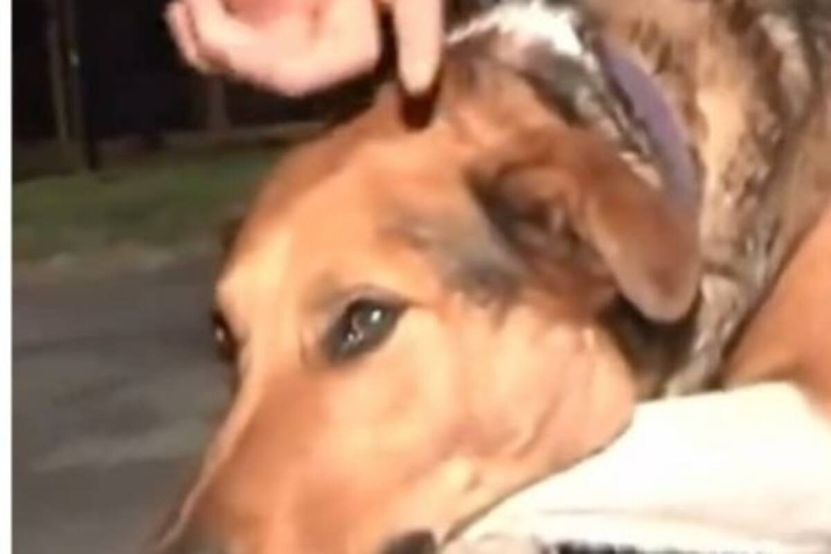 VIDEO: Reportero defiende a perro al que llaman “asesino” y sufre mordida inesperada en vivo