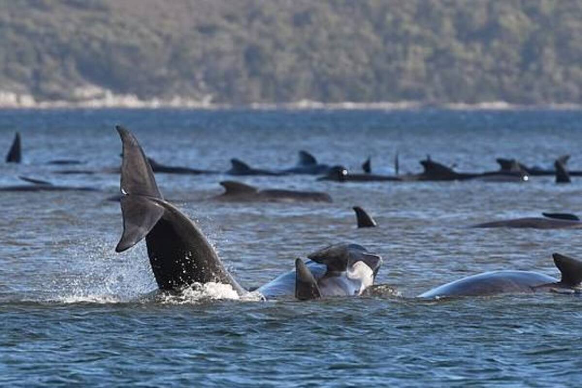 Nueva Zelanda intenta rescatar a 25 ballenas varadas en la Isla Norte