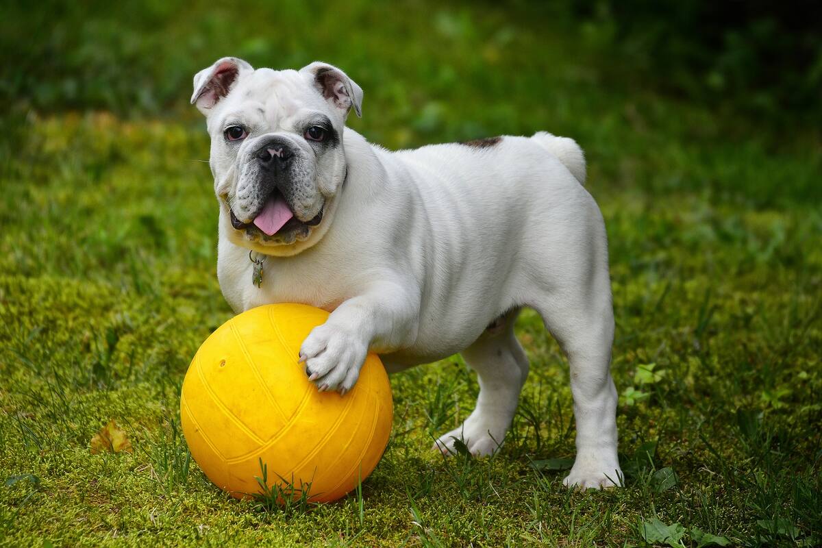 Te decimos cuál es la edad ideal para esterilizar a tu perro