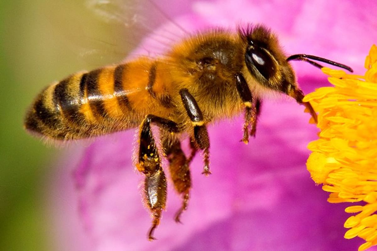 20 de mayo: día mundial de las abejas