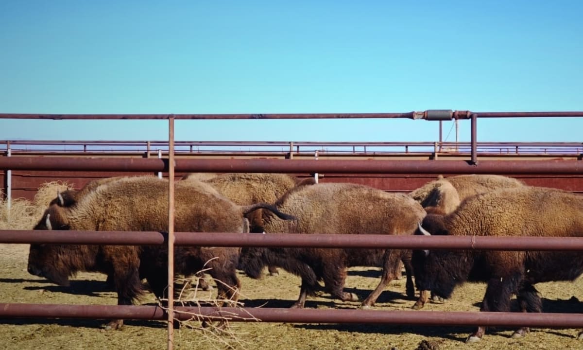 El movimiento de esta manada no es un hecho aislado. Forma parte de un proceso iniciado hace más de una década para reintroducir al bisonte en su territorio histórico y recuperar los pastizales del norte del país. Foto: Gobierno de México