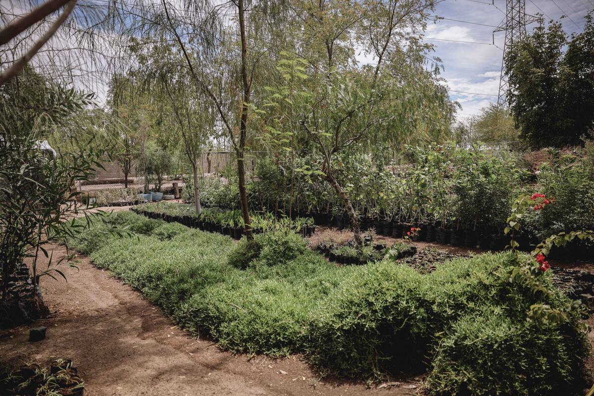 Estiman plantar más de 2 mil árboles este año en Mexicali