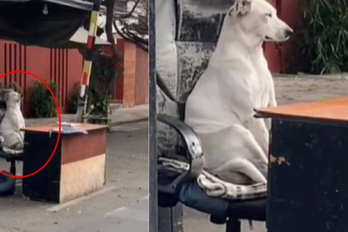 TIKTOK: Perrito vigilante de una colonia se vuelve viral