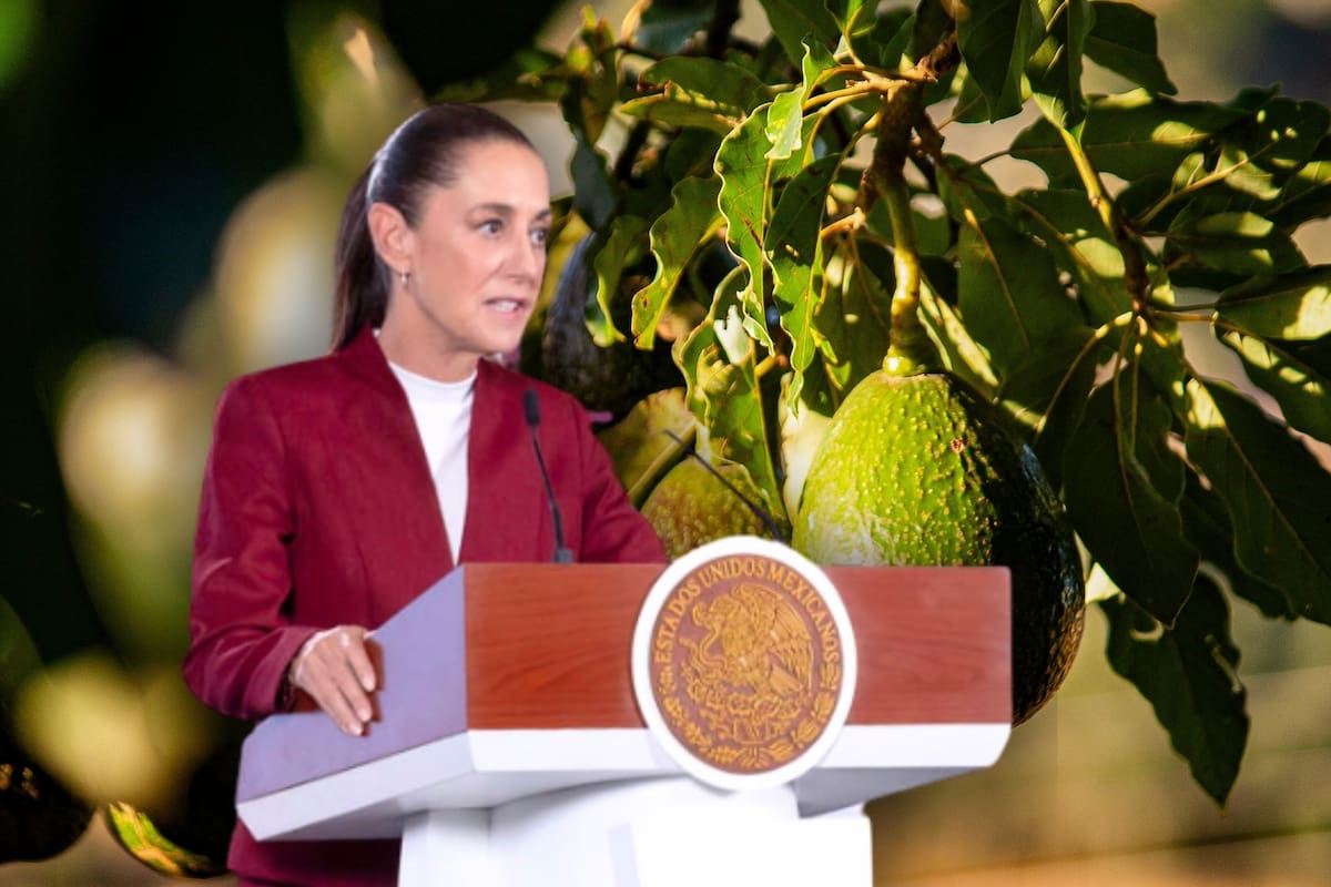 Sheinbaum reforzará seguridad en zonas aguacateras de Michoacán tras la suspensión de inspecciones de EEUU