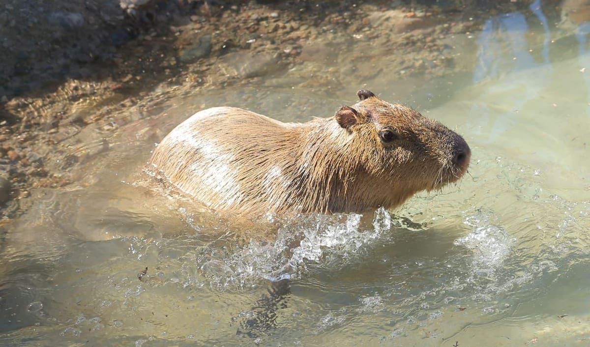 Llega capibara al Centro Ecológico de Sonora, en esta imagen disfruta de estanque de agua. | Julián Ortega