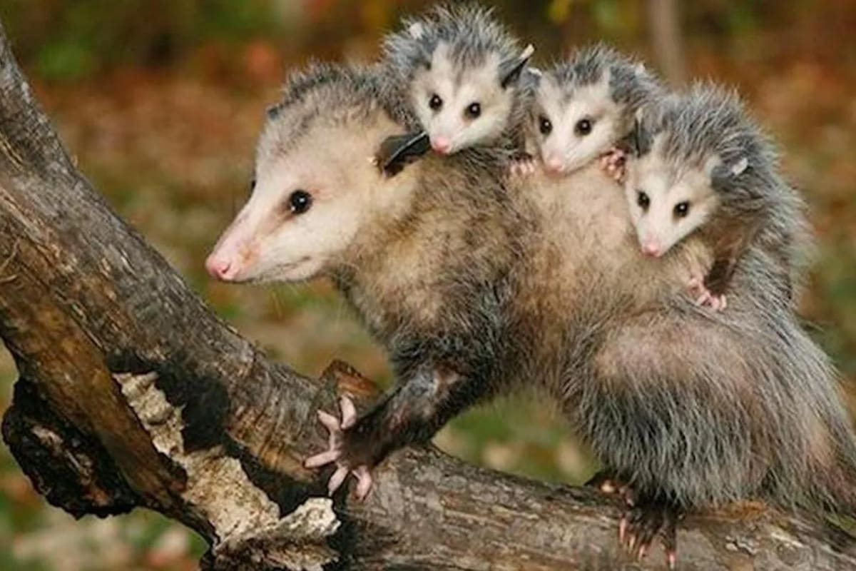 ¿Para qué le sirve el marsupio a los tlacuaches?