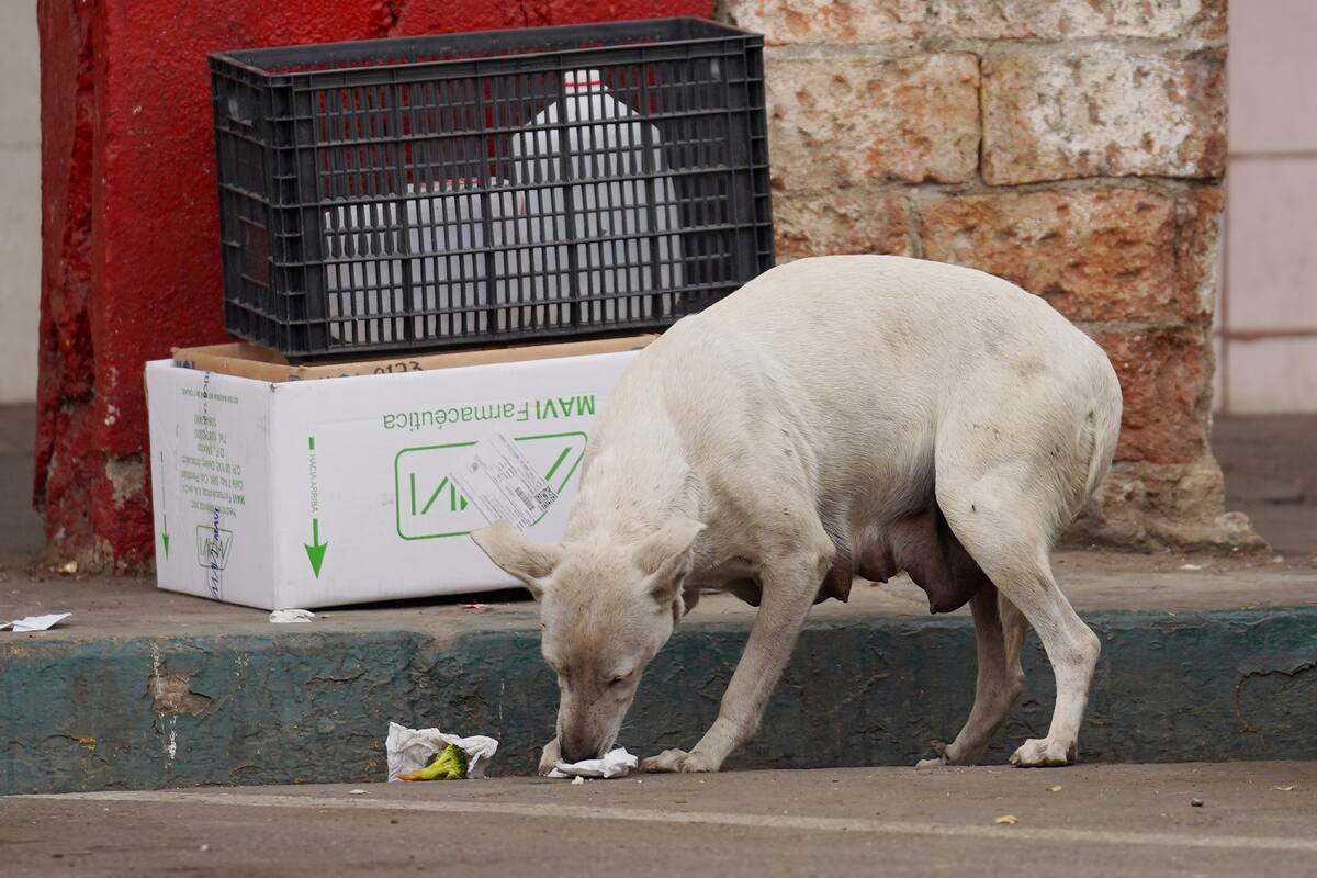 Buscan subir las multas por maltrato animal