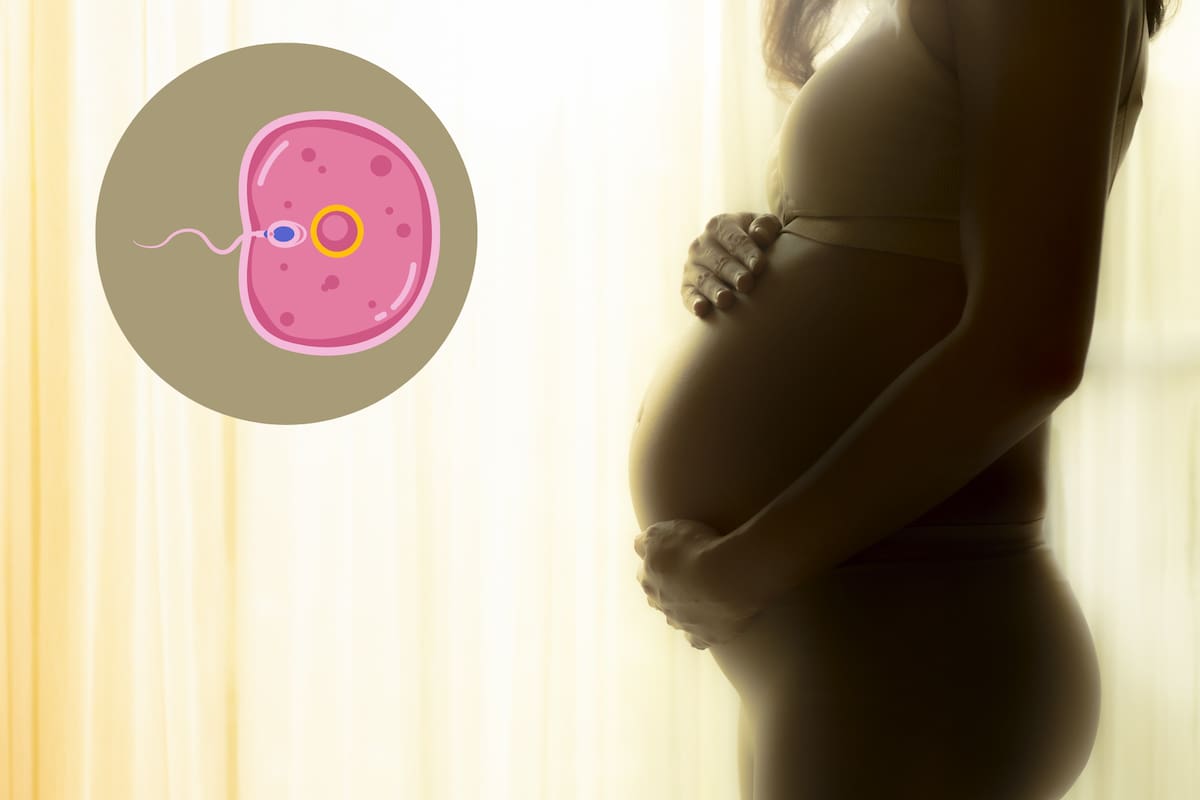 ¿Cuáles suplementos y vitaminas aumentan la fertilidad de la mujer?