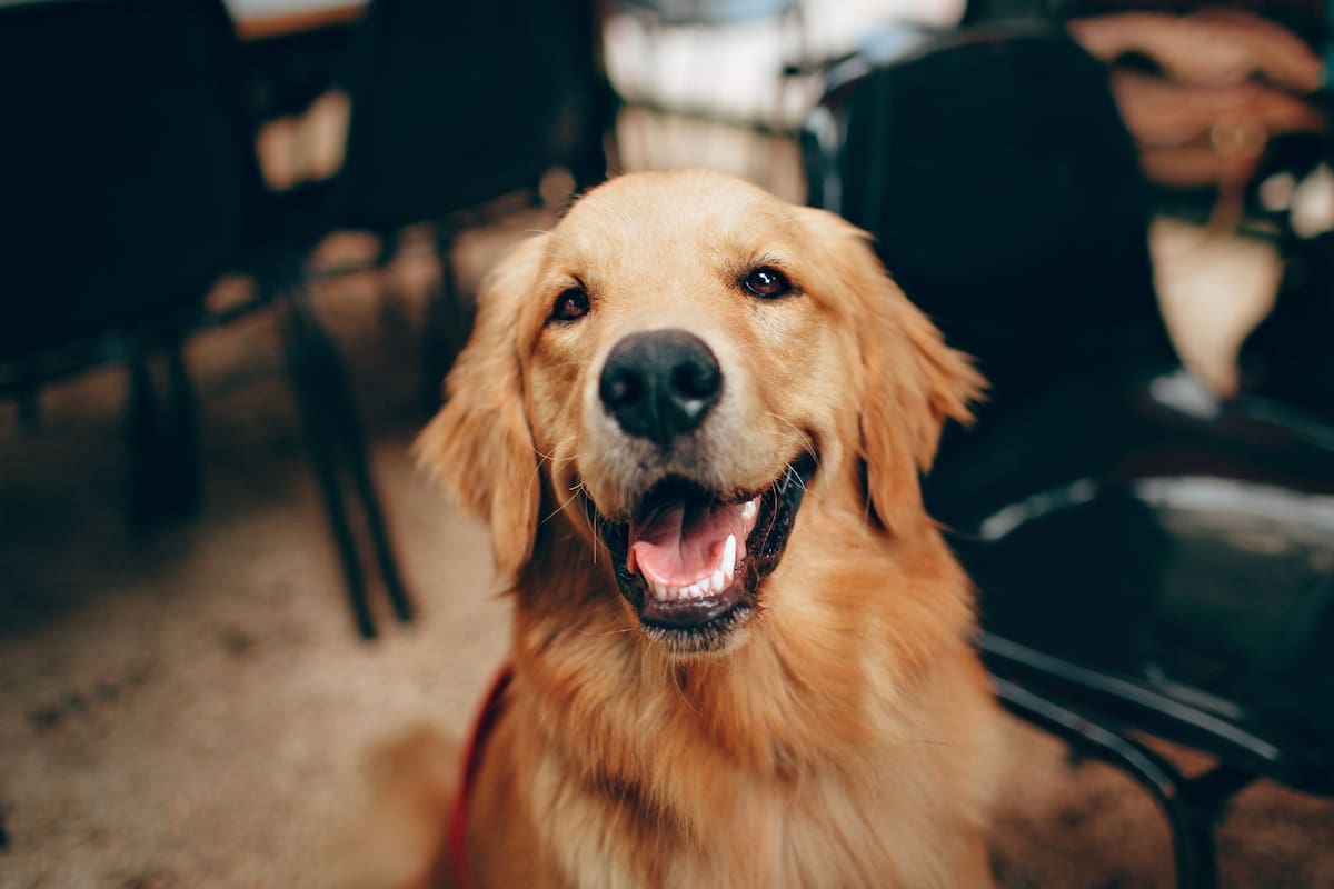 ¿Chismosos por naturaleza? Estudio revela que los perros aprenden observando en secreto a sus dueños