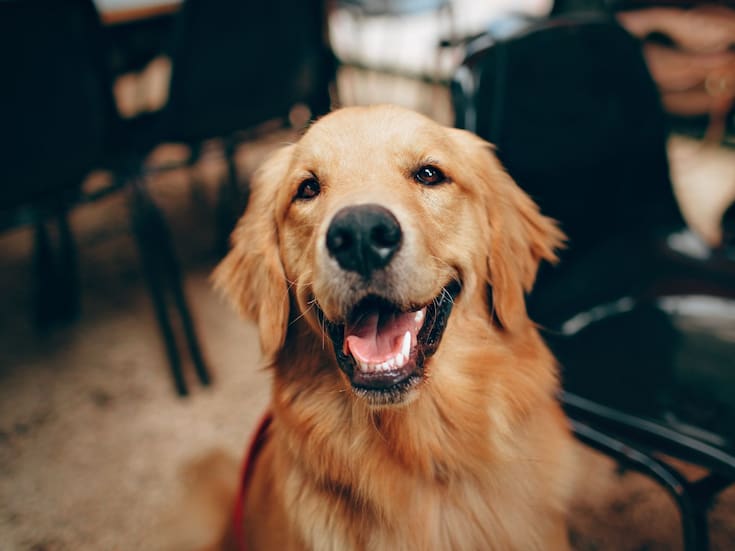 ¿Chismosos por naturaleza? Estudio revela que los perros aprenden observando en secreto a sus dueños