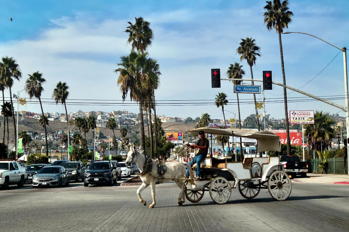 Avanza proyecto de calandrias sin caballos