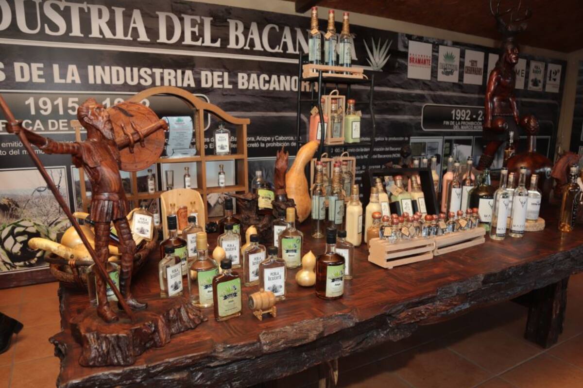 El bacanora es una tradicional bebida sonorense que alcanza más popularidad y auge a nivel mundial