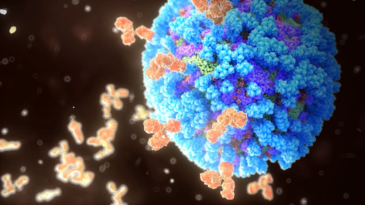 Antibodies binding influenza virus. Illustration of human antibodies (orange) neutralizing a influenza virus particle (blue). Each Y-shaped molecule has two arms that can bind to specific antigens. In doing this they mark bacterial or viral antigens for destruction by phagocytes - white blood cells that ingest and destroy foreign bodies. Immunoglobulin (Ig) antibodies bind to hemagglutinin (HA) or neuraminidase (NA) antigens on the surface of influenza virus particles, which prevents their attachment and infection of human cells. Influenza is in the orthomyxovirus group of viruses. It infects the respiratory tract and causes fever, aching muscles, a sore throat and fatigue. New strains of the virus develop rapidly, and can cause epidemics.