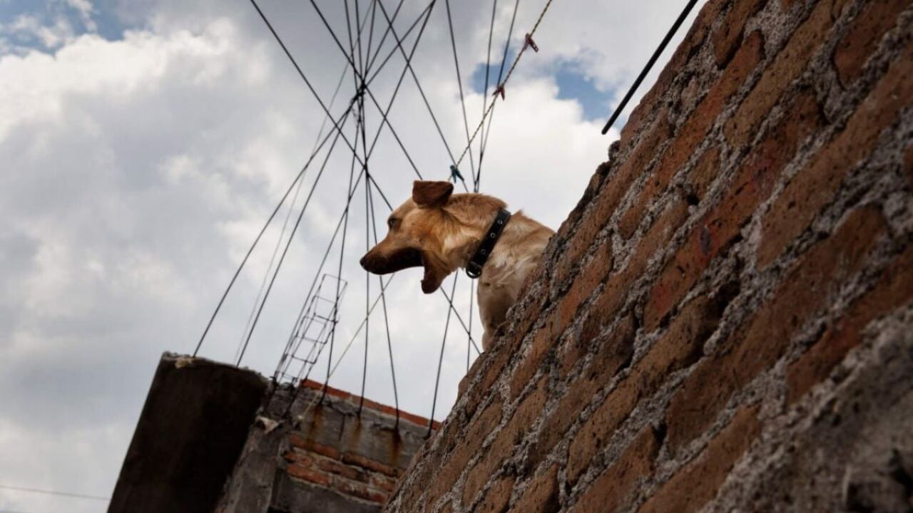 En España, la ley prohíbe mantener habitualmente a perros y gatos en azoteas, terrazas, balcones y espacios similares. (El Universal)