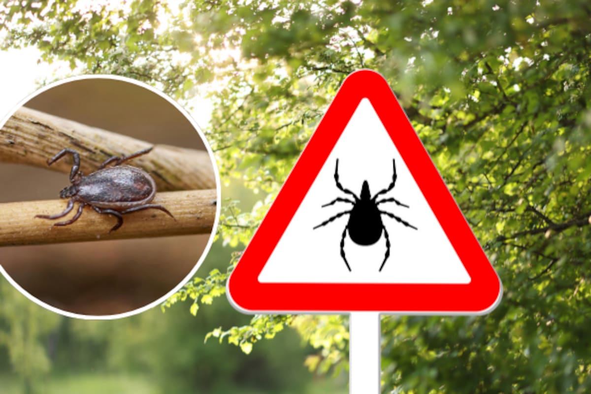 Este virus es transmitido por garrapatas y puede infectar a una persona en solo 15 minutos, no tiene vacuna ni tratamiento específico y ya registra aumento de casos en EE. UU. entre 2004 y 2026, alerta CDC