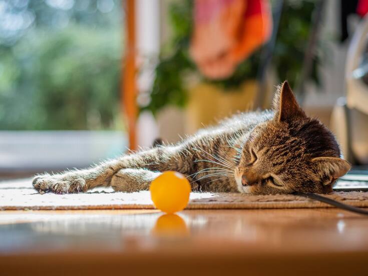 Descubre qué es el Síndrome del Gatito Solitario, por qué afecta el comportamiento de los gatos, cuáles son sus síntomas y cómo prevenirlo