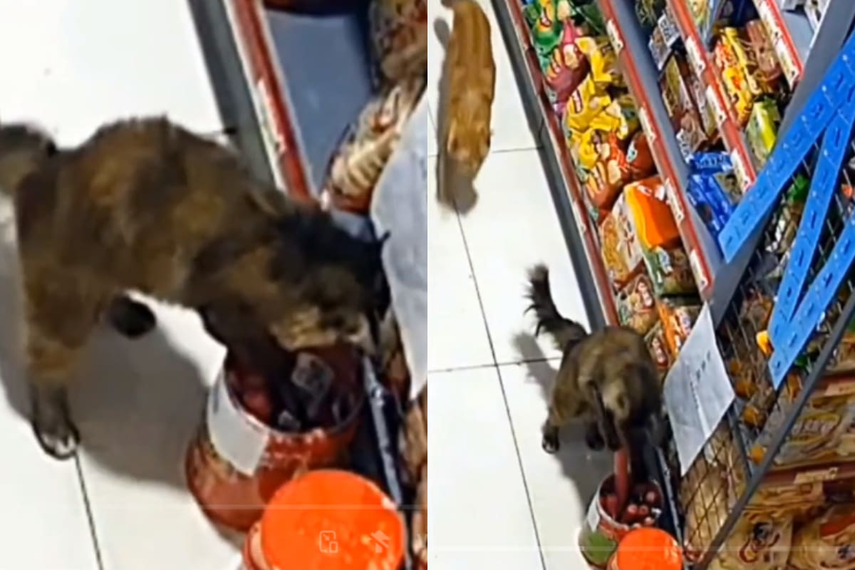 Gato es captado robando salchichas de una tienda de autoservicio: “el crimen perfecto” | VIDEO