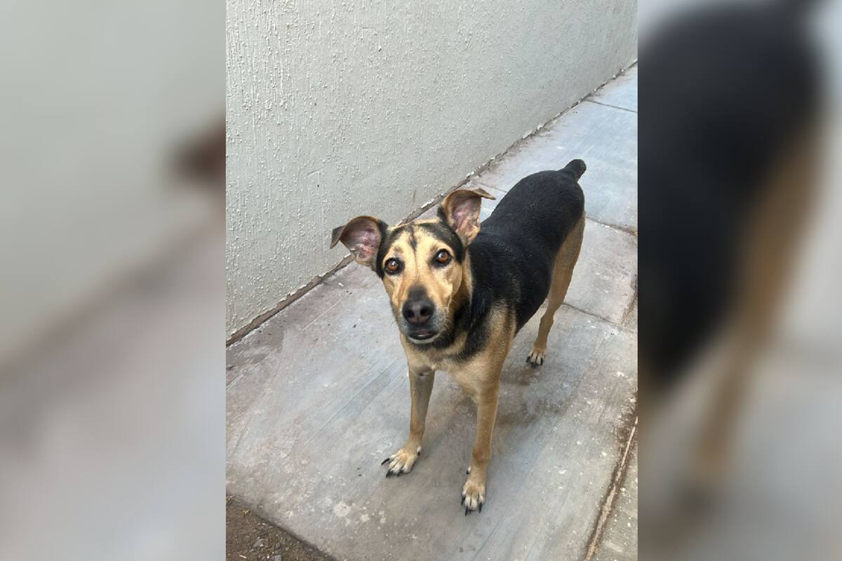 Pasan los perros sin raza más dificultades que otros: Rescatista