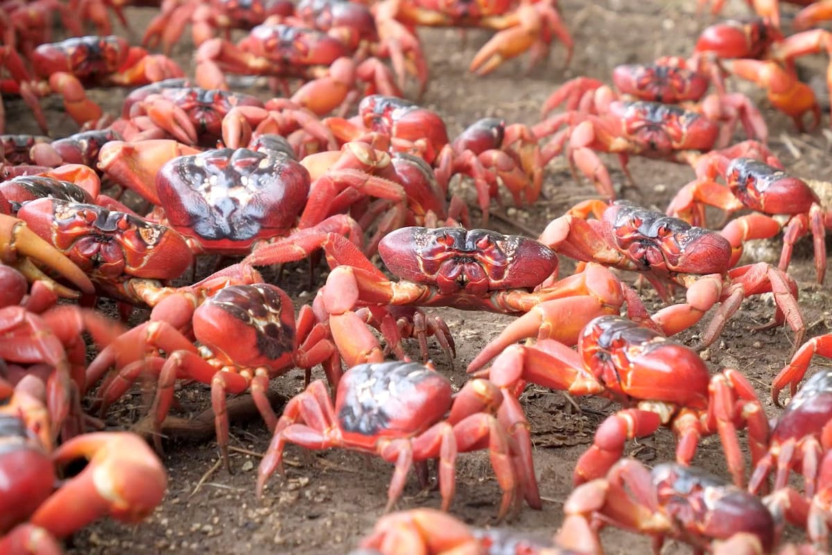 VIDEO: "Hervidero" de cangrejos rojos causa caos en calle de Isla de Navidad