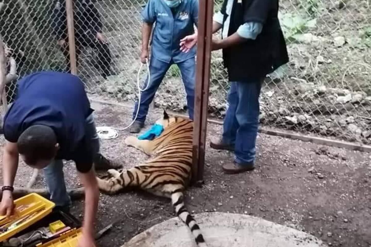 Armas, tigre y cocodrilo aseguran en casa de narcos en Guerrero
