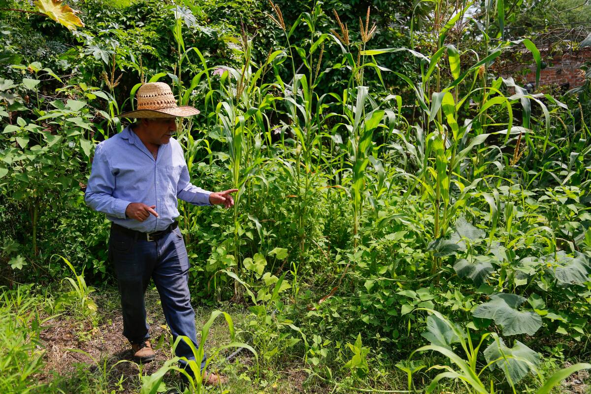El agroecólogo Ezequiel Cárdenas supervisa una parcela de maíz durante una entrevista con EFE, el 26 de septiembre de 2023, en la localidad de San Juan Evangelista, municipio de Tlajomulco (México). EFE/Francisco Guasco