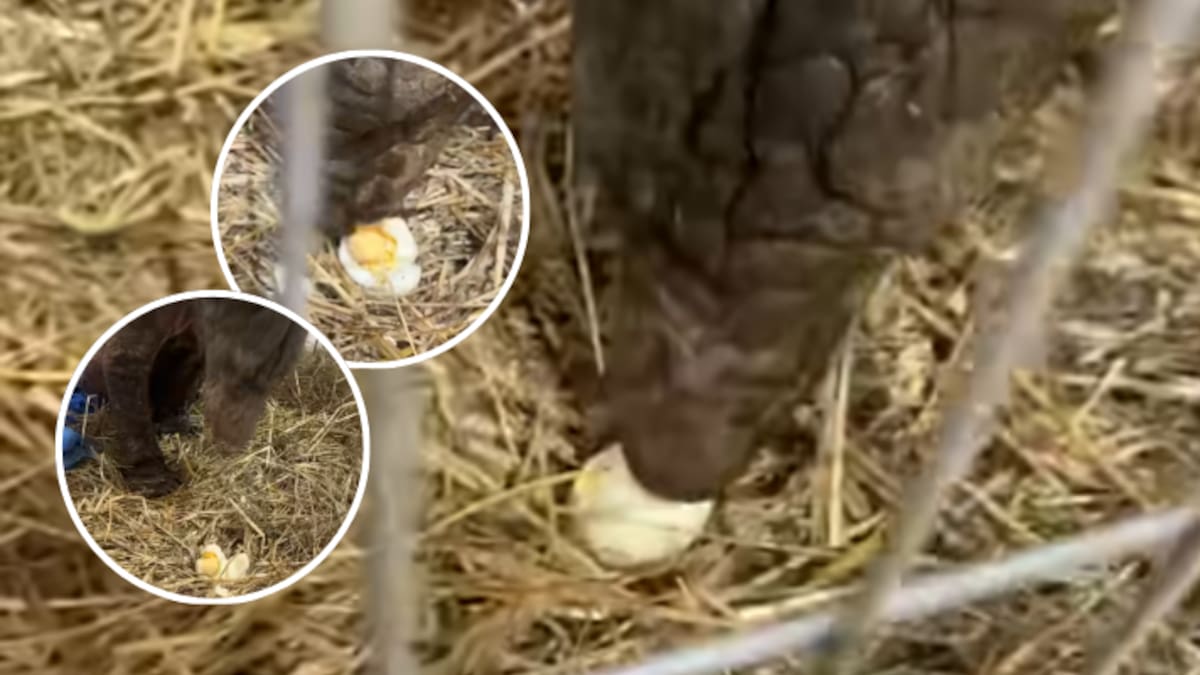 Mina, la osita rescatada del zoológico La Pastora, prueba por primera vez la yema de huevo y se enamora del sabor