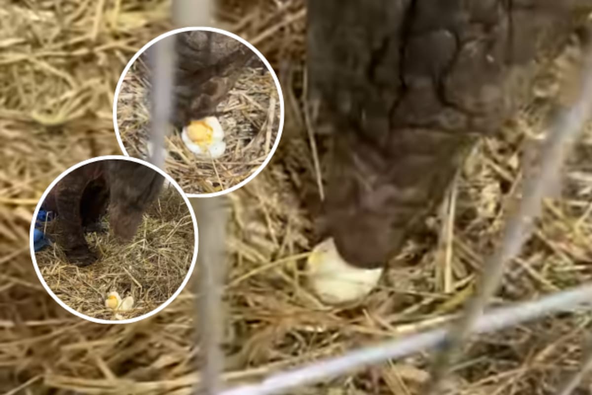 Mina, la osita rescatada del zoológico La Pastora, prueba por primera vez la yema de huevo y se enamora del sabor