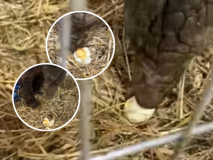 Mina, la osita rescatada del zoológico La Pastora, prueba por primera vez la yema de huevo y se enamora del sabor