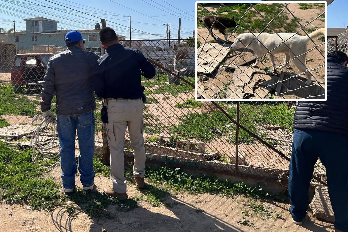 Rescatan a 2 perros a causa de maltrato en Ensenada