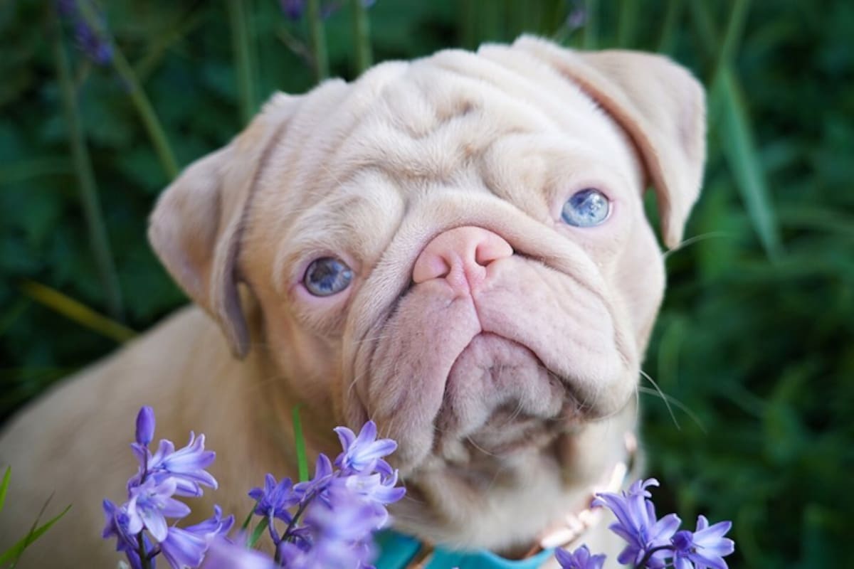“Milshake”, la pug que enamora a miles por su color rosado