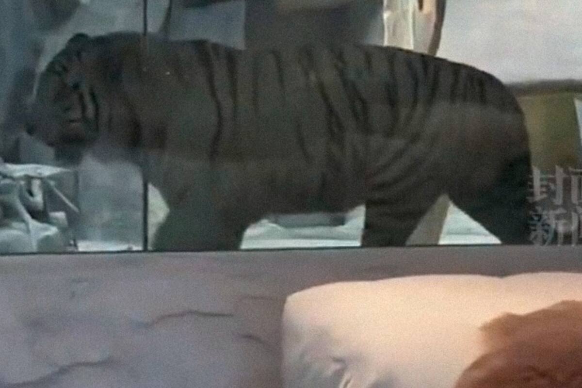 Polémica en China con propuesta de hotel que ofrece a sus clientes dormir 'junto a un tigre'