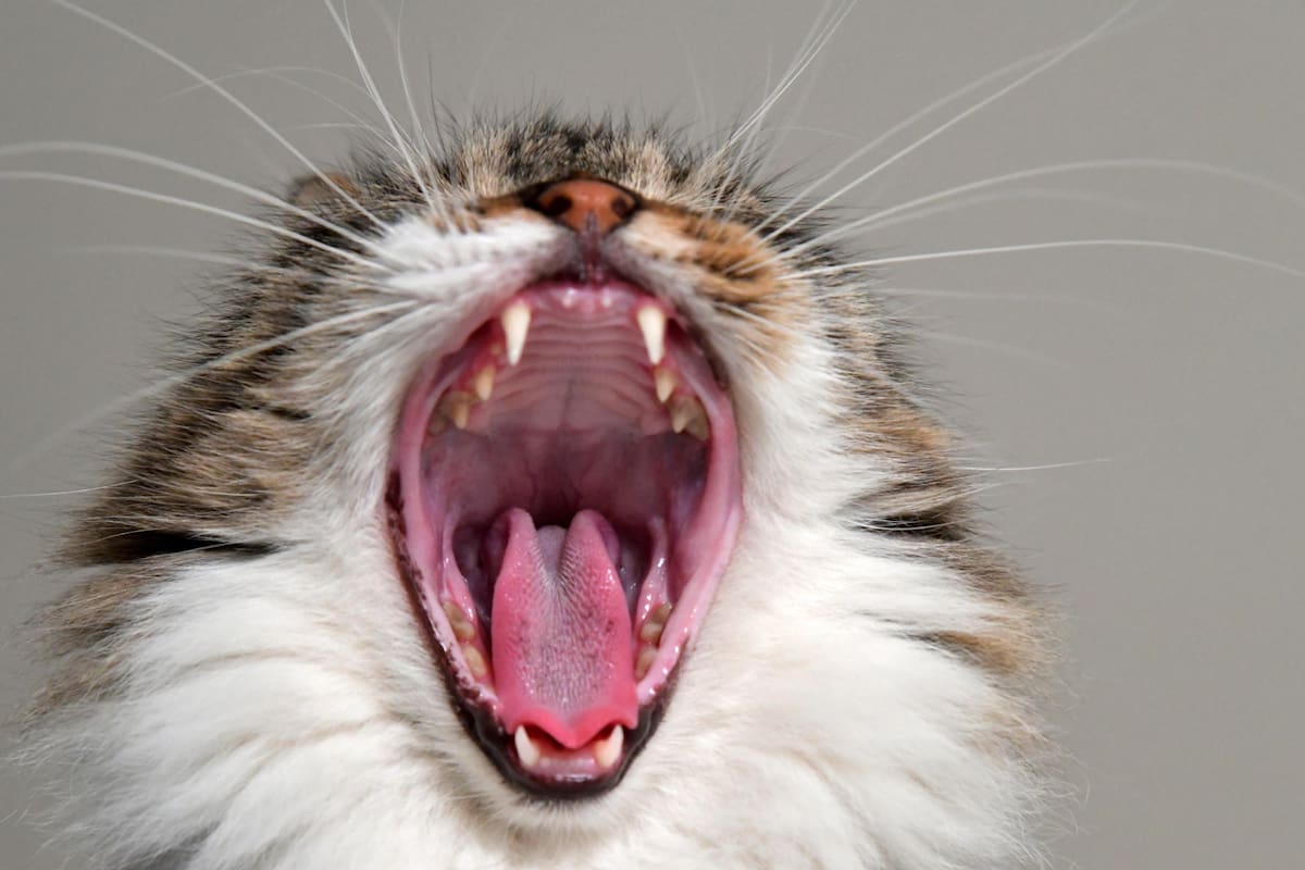 Una empresa biofarmacéutica desarrolla un implante para ayudar a adelgazar a gatos domésticos