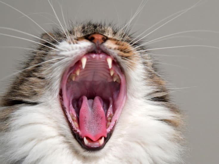 Una empresa biofarmacéutica desarrolla un implante para ayudar a adelgazar a gatos domésticos