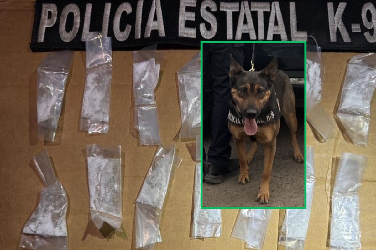 Unidad canina K-9 de la PESP asegura a sujeto con 20 dosis de droga en Hermosillo