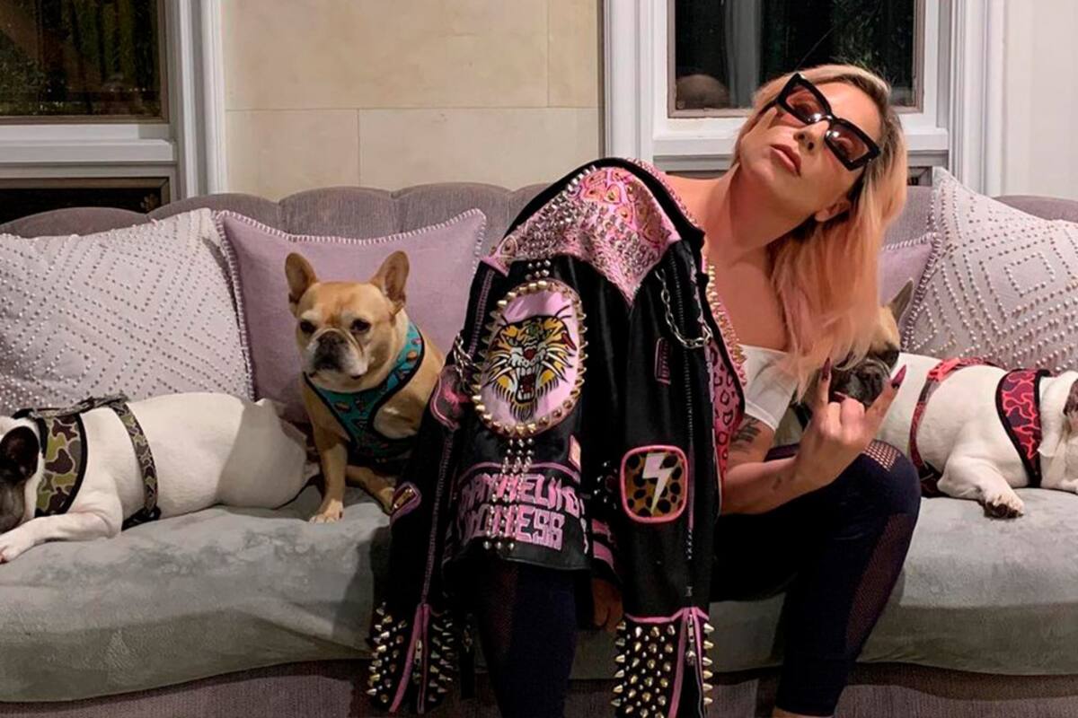 Secuestran a los perros de Lady Gaga; ofrece 10 mdp a quien los regrese a casa