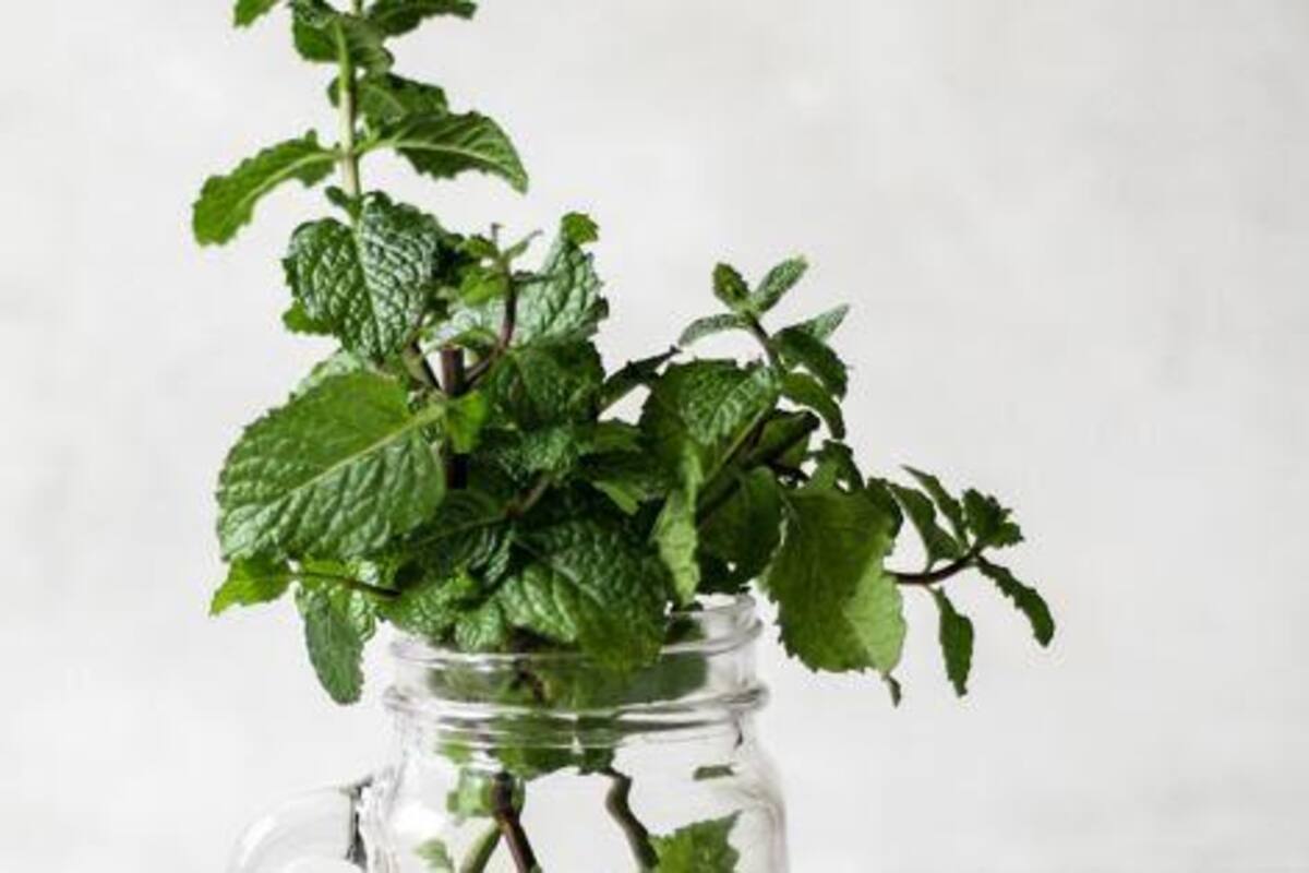 7 beneficios del aceite esencial de menta en pieles grasas